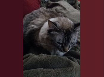 EasyRoommate US - Lisa - 30 - Detroit Area